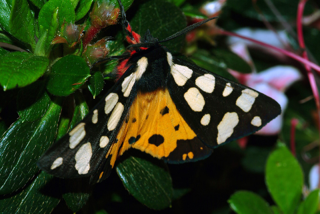 Falena sp - Arctia villica